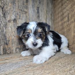 Amber - Parti female Yorkshire Terrier puppy in Mountain Grove, Missouri from Precious Puppies