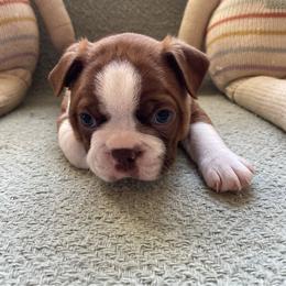 Colt Jr - Red male Boston Terrier puppy in Tampa, Florida from Bayshore Boston Terrier’s