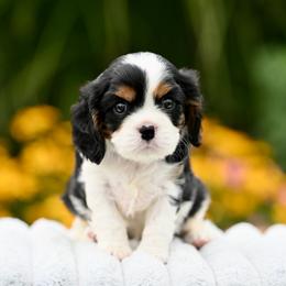 Wally - Tri-color male Cavalier King Charles Spaniel puppy in Sugarcreek, Ohio from Chocolate Cavalier