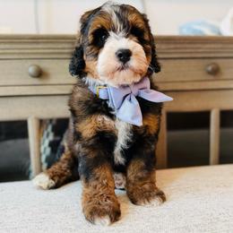Bristol - Tri-color female Bernedoodle puppy in Port Orange, Florida from Royal doodles of Florida