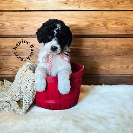 Thor - Black and white male Sheepadoodle puppy in Ashton, Idaho from Kerr Kanine Ranch