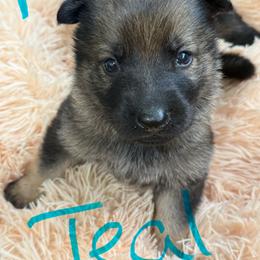 Mr Teal - Sable male German Shepherd puppy in Berlin, Wisconsin from Gypsy Miracle Kennels