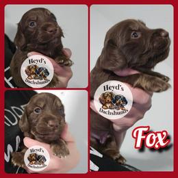 Fox - Chocolate and cream male Dachshund puppy in Hoquiam, Washington from Heyd's Mini Dachshunds