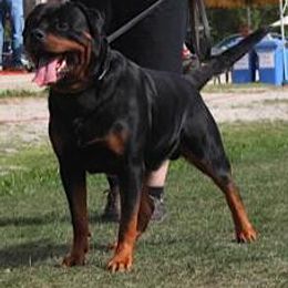Rottweiler All Grown Up from Vom Wesburg Rottweilers