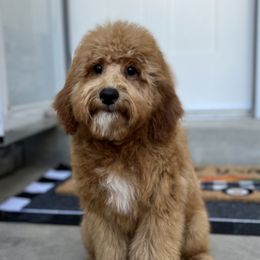 Floki - Goldendoodle