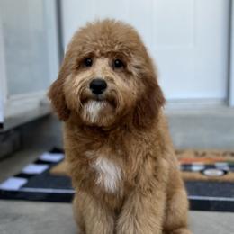 Floki - Goldendoodle