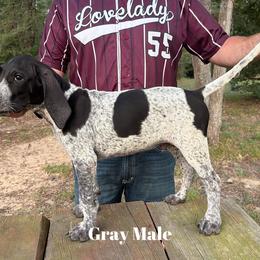 Bluetick Coonhound Puppies from RE Hounds