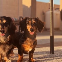 Dachshunds from Bris dachshunds