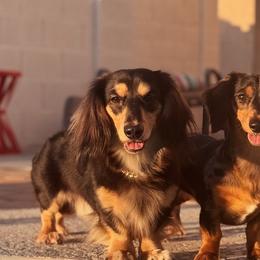 Dachshunds from Bris dachshunds