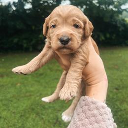 Purple Girl - Red  female Goldendoodle puppy in Richmond, Kentucky from The Doting Doodle