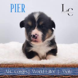 Pier - Black and tan male Pembroke Welsh Corgi puppy in Pine Village, Indiana from NL Horsemanship