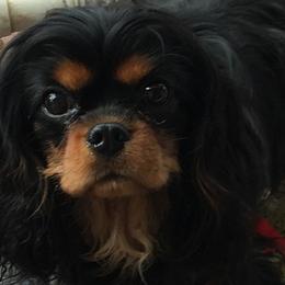 Cavalier King Charles Spaniels and Tibetan Spaniels from Kabaret Cavaliers & Tibetan Spaniels