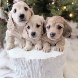 Mandy - Cream female Dachshund puppy in Richmond, Virginia from Irresistible Dachshunds & Cavaliers