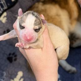 Girl 3 - Silver and white female Pomsky puppy in Centerville, Iowa from LJ Kennels Pomskies, LLC