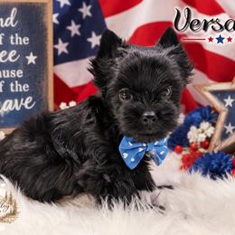 Versace - Black and tan male Yorkshire Terrier puppy in Austin, Texas from Rhine Valley Yorkies