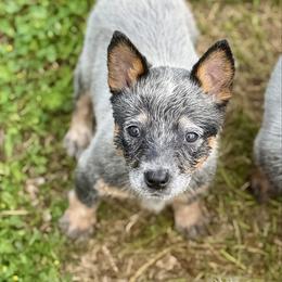 Teffy - Blue speckled female Australian Cattle Dog puppy in Rosharon, Texas from 4Surge Cattle Dogs
