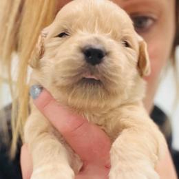 May - Golden female Golden Retriever puppy in Saint Pauls, North Carolina from Copperfield’s Goldens