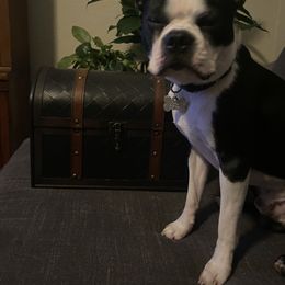 "Stewart " Boston Terrier Puppies from Rocknbostons