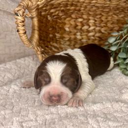Breathtaking - White and liver female English Springer Spaniel puppy in Swainsboro, Georgia from Sweet Georgia Springers