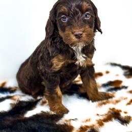 Goldendoodle Puppies from Dreaming Doodles