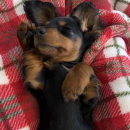Dachshund Puppies from Golden Creek Farm