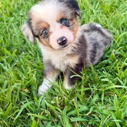Storm - Blue merle female Toy Australian Shepherd puppy in Puryear, Tennessee from A&W Toy Aussies