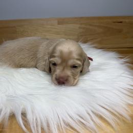 Tinsel - Cream male Dachshund puppy in Rockwell, North Carolina from Lucy’s Mini Doxies