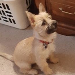 Cairn Terrier Puppies from Shining Waters Farm