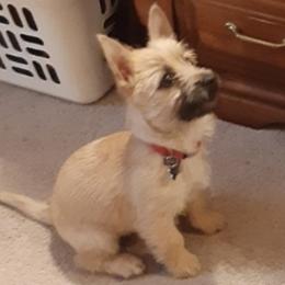 Cairn Terrier Puppies from Shining Waters Farm
