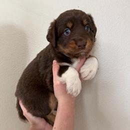 Kit Kat - Red tri-color female Australian Shepherd puppy in Weeki Wachee, Florida from Ace of Spades Australian Shepherds