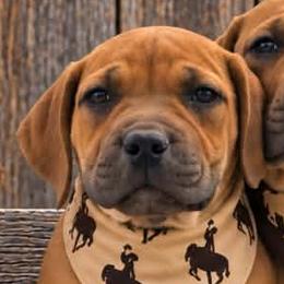 Bo Peep-Purple Collar - Brown female Boerboel puppy in Laramie, Wyoming from Standing Stone Boerboels