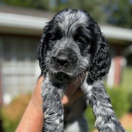 English Springer Spaniel Puppies from Butterfield Trail Farm