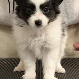Papillon Puppies from Cloud Papillon