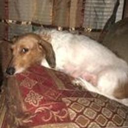 Callie - Dachshund
