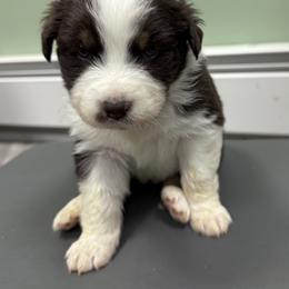 Sassy - Red tri-color female Australian Shepherd puppy in Putnam County, New York from Highland Haven Australian Shepherds