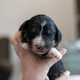 Hockey - Family Raised - Tri-color male Bernedoodle puppy in Eureka, Illinois from Joley Aire Family Dogs