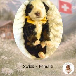 Swiss - Tri-color female Bernedoodle puppy in Canton, Georgia from Teddy Puppies
