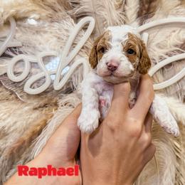 Raphael - Parti male Goldendoodle puppy in Pearland, Texas from Posh Paws Puppies