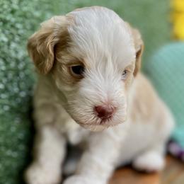 Mike - Parti male Miniature Schnauzer puppy in Menifee, California from Moonshine’s Minis