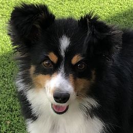 Joy - Australian Shepherd