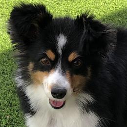 Joy - Australian Shepherd