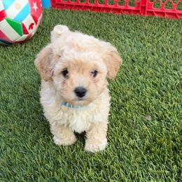 Blue boy - Cream male Poodle puppy in Maricopa, Arizona from La Petite poodle