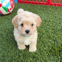 Blue boy - Cream male Poodle puppy in Maricopa, Arizona from La Petite poodle