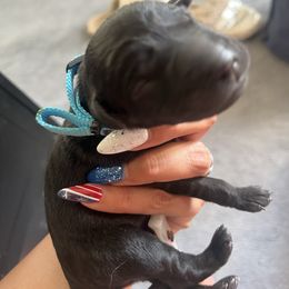 Light Blue - Black female Labrador Retriever puppy in Durango, Colorado from Burress Family Farm and Kennels