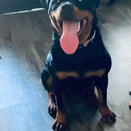 Rottweiler Puppies from Von Alley Rottweilers