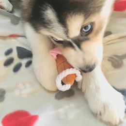 Siberian Husky Puppies from Blue Moon Siberian Husky Haven