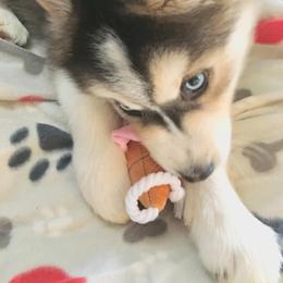 Siberian Husky Puppies from Blue Moon Siberian Husky Haven