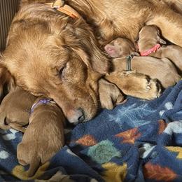 TBD - Dark golden male Golden Retriever puppy in Fisher, Illinois from Aslan's Pride of Fidei Family Farms