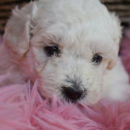 Laura - White female Poodle puppy in Rainbow City, Alabama from Misioh Poodles