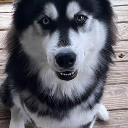 Alaskan Huskies from Jones Alaskan Huskies